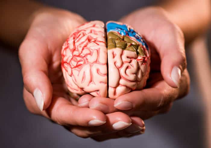 A models of a childs brain held in cupped hands
